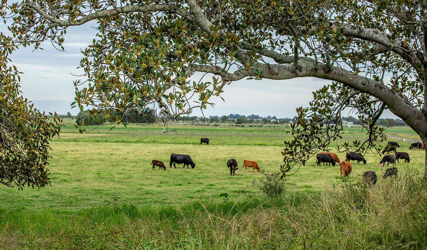 Cattle Ranch | USDA Loans Texas