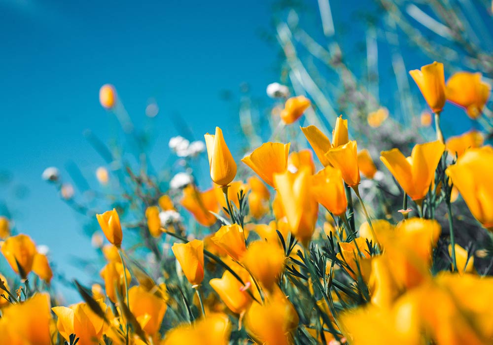 Spring Flowers | Mortgage Broker Atlanta