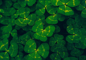 Three-Leaf Clovers | St. Patrick's Day | Mortgage Broker Roswell