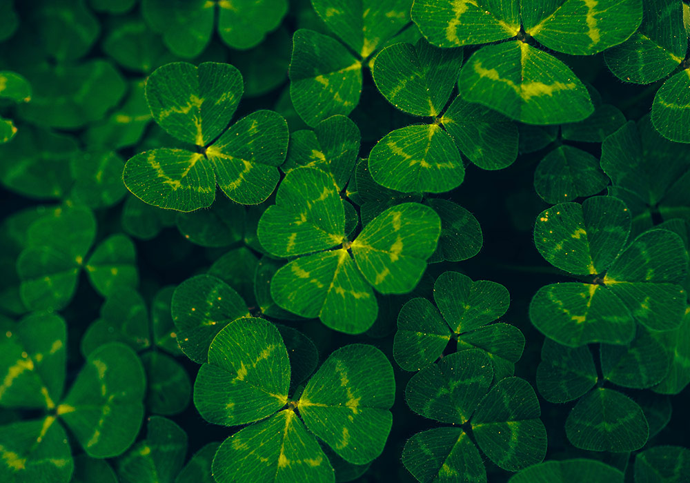 Three-Leaf Clovers | St. Patrick's Day | Mortgage Broker Roswell